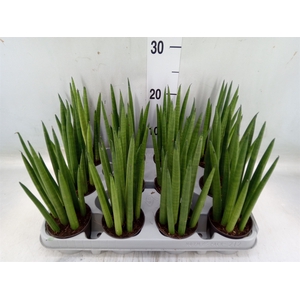 Sansevieria cyl.  ...