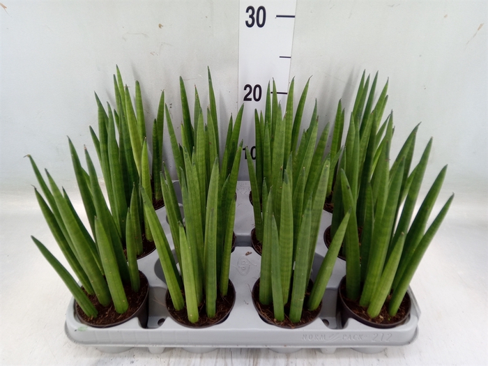 <h4>Sansevieria cyl.  ...</h4>