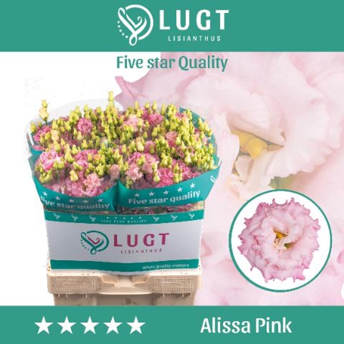 <h4>EUSTOMA RUSS. DU 'ALISSA PINK'</h4>