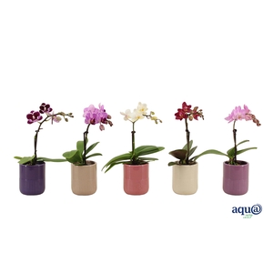 Morgan Charm Mix Tiny Dolls Mix 1T7+ Aqu@