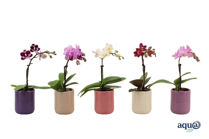 <h4>Morgan Charm Mix Tiny Dolls Mix 1T7+ Aqu@</h4>