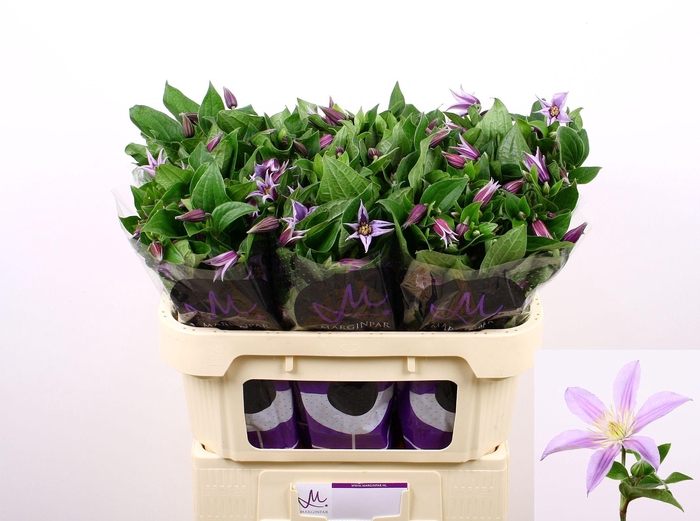 <h4>Clematis Star River 70cm</h4>