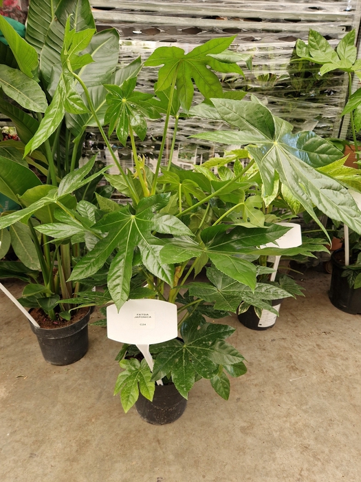 <h4>FATSI JAPONICA</h4>