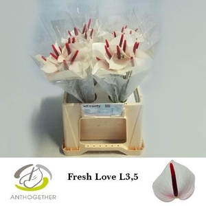 Anthurium andr. 'Fresh Love'
