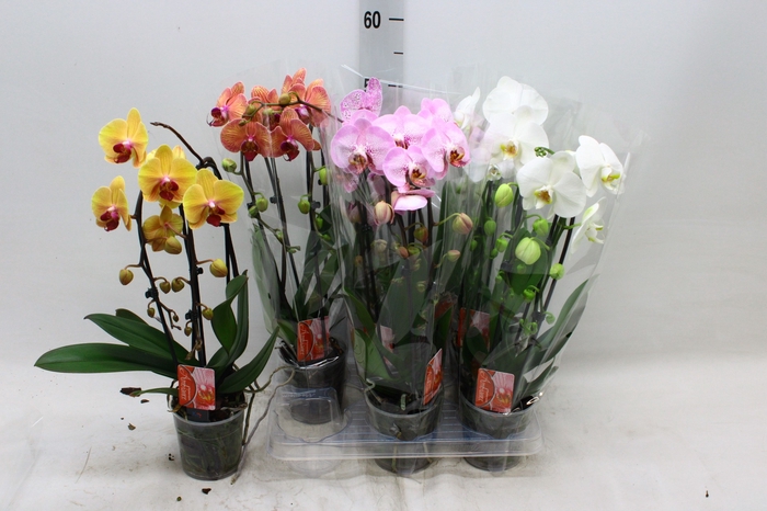 <h4>PHAL EL CASCADE</h4>