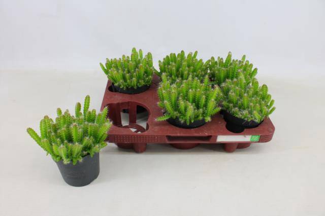 <h4>HYLOCEREUS UNDATUS</h4>