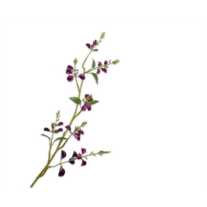 LATHYRUS TAK PAARS RT