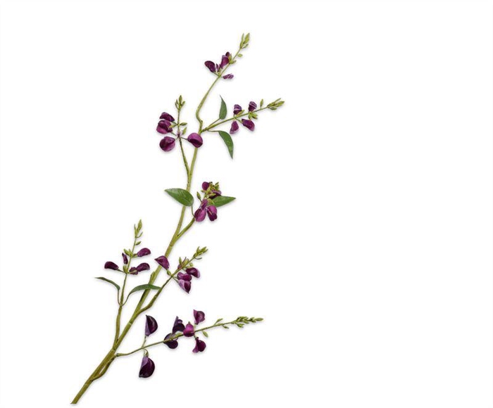 <h4>LATHYRUS TAK PAARS RT</h4>