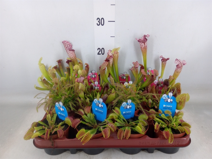 <h4>Vleesetende planten</h4>