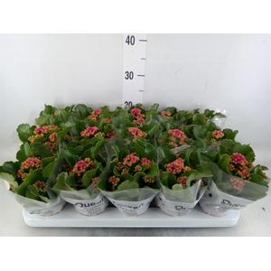 Kalanchoe  'MoreFlow Augusta'