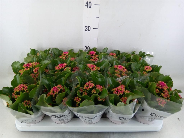 <h4>Kalanchoe  'MoreFlow Augusta'</h4>