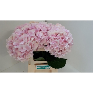 Hydrangea verena
