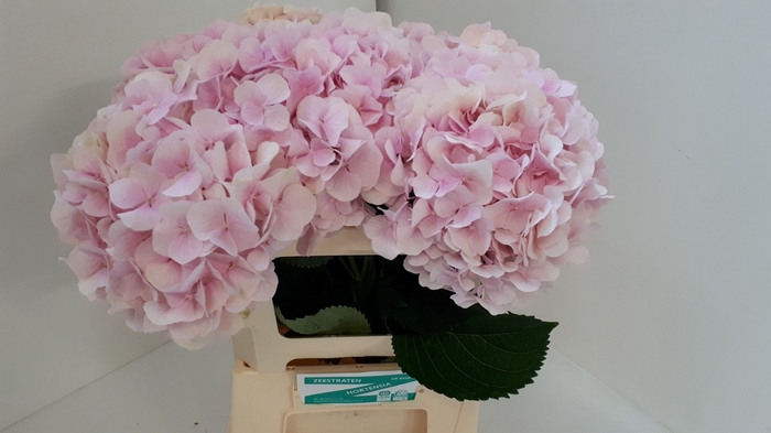 <h4>Hydrangea verena</h4>