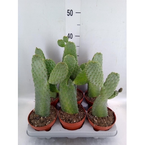 Opuntia