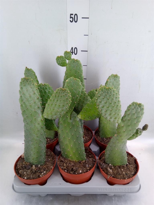 <h4>Opuntia</h4>