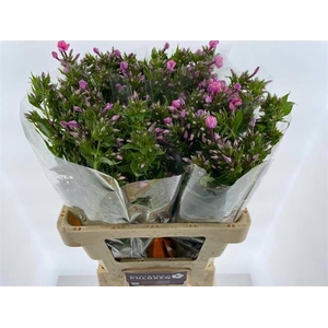 Phlox Sweet Kiki Hogenboom