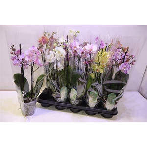 arr8 Phal Mf Gem 5 Kl