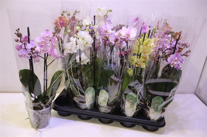 <h4>arr8 Phal Mf Gem 5 Kl</h4>