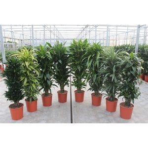 Dracaena fragrans mixkar 30