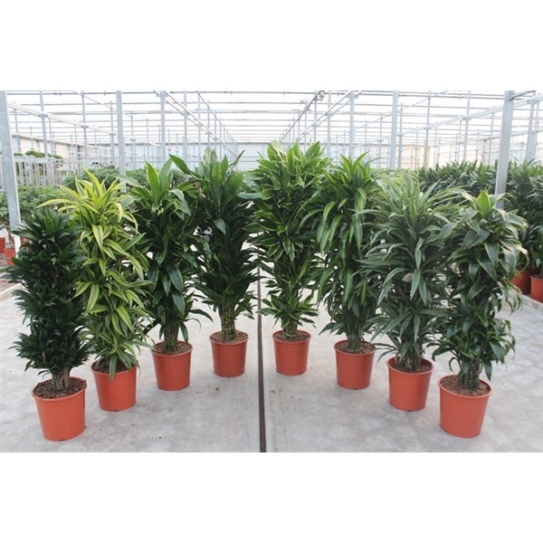 <h4>Dracaena fragrans mixkar 30</h4>