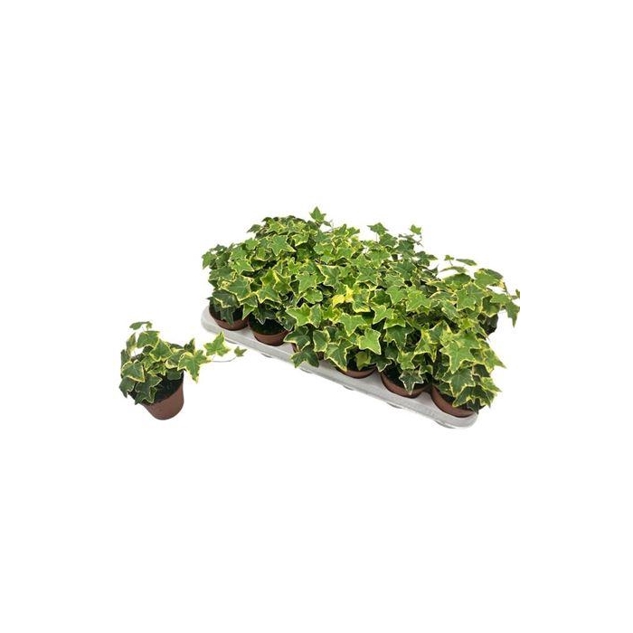 <h4>Hed He Goldchild</h4>