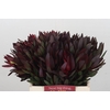 Leucadendron Saf Sunset Dark Red