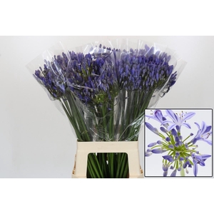 AGAP EYFORI BLUE