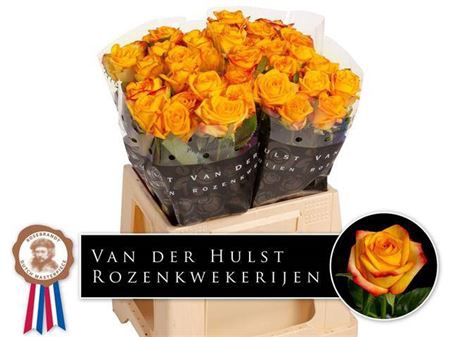 <h4>Rosa a grande fleur Catalunya+</h4>