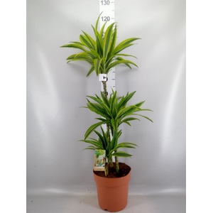 Dracaena fr de 'LemonLime'