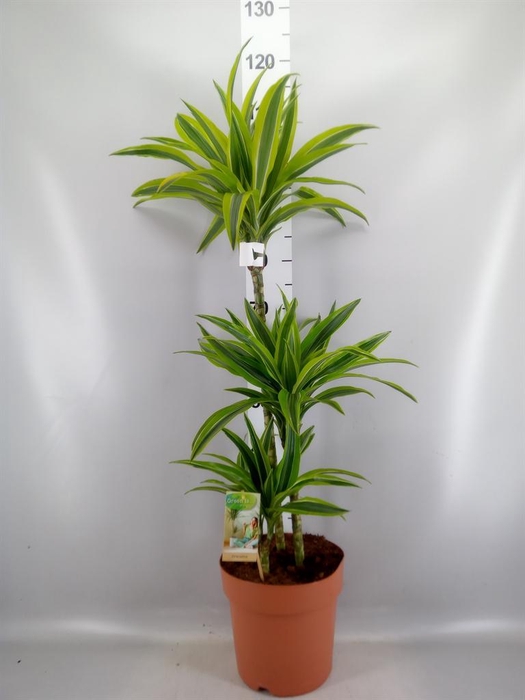<h4>Dracaena fr de 'LemonLime'</h4>