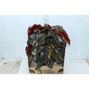 BEGONIA MARI P20