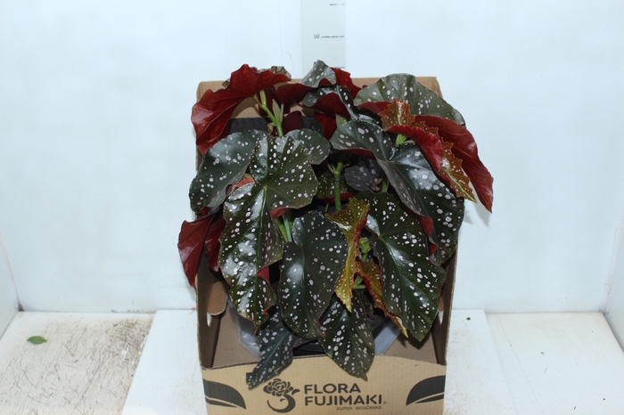 <h4>BEGONIA MARI P20</h4>