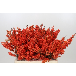 Ilex Oudijk's Orange