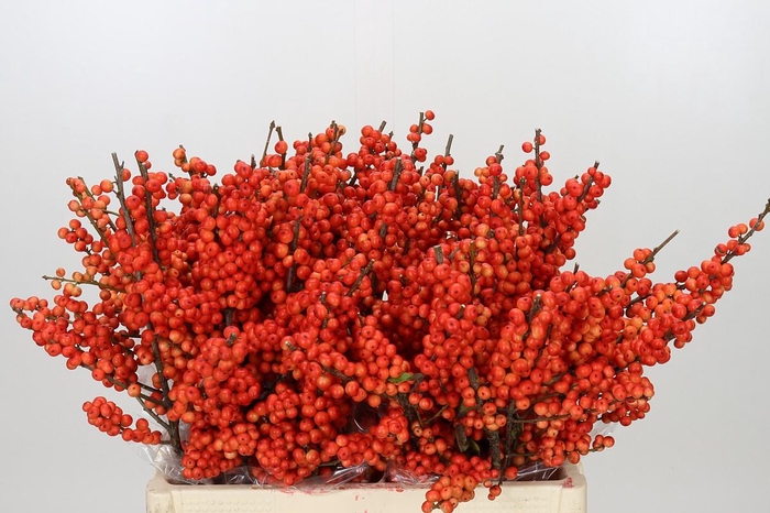 <h4>Ilex Oudijk's Orange</h4>