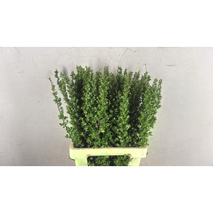 Spiraea Nip Snowmound