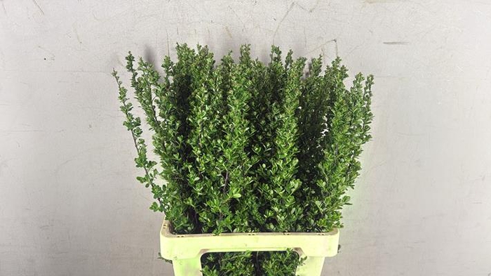 <h4>Spiraea Nip Snowmound</h4>