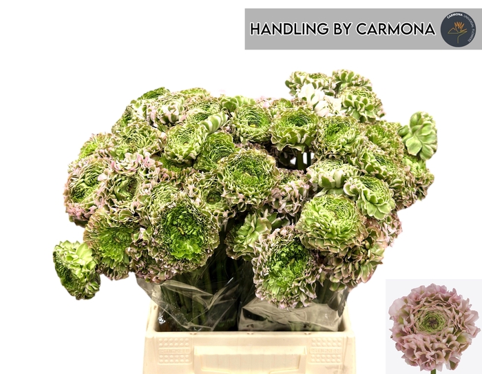 <h4>RAN PON PON CANDY</h4>