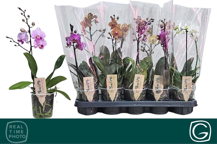 <h4>PHAL MF GEM 4 KL</h4>