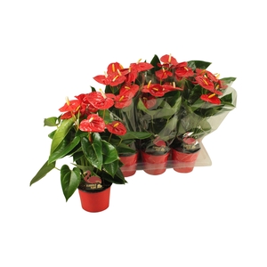 Anthurium XL.9 Jambo Red 17cm (blanco hoes)