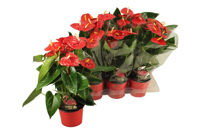 <h4>Anthurium XL.9 Jambo Red 17cm (blanco hoes)</h4>