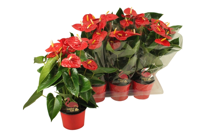 <h4>Anthurium XL.9 Jambo Red 17cm (blanco hoes)</h4>
