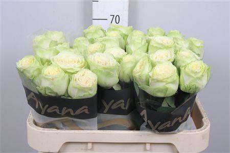 <h4>R Gr Hampshire!</h4>