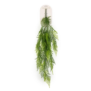 Asparagus hangende struik tt grn 95