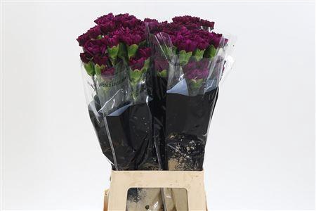 <h4>Di St Purple Damascus</h4>