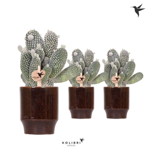 Kolibri Greens Opuntia white in Classy pot brown