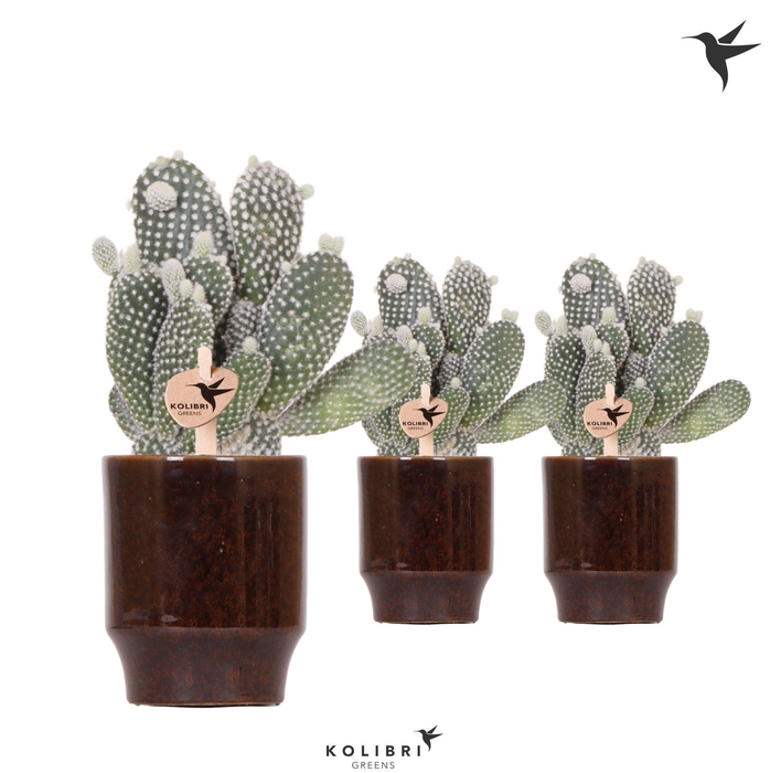 <h4>Kolibri Greens Opuntia white in Classy pot brown</h4>