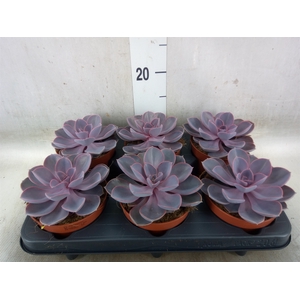 Echeveria  'Purple Pearl'