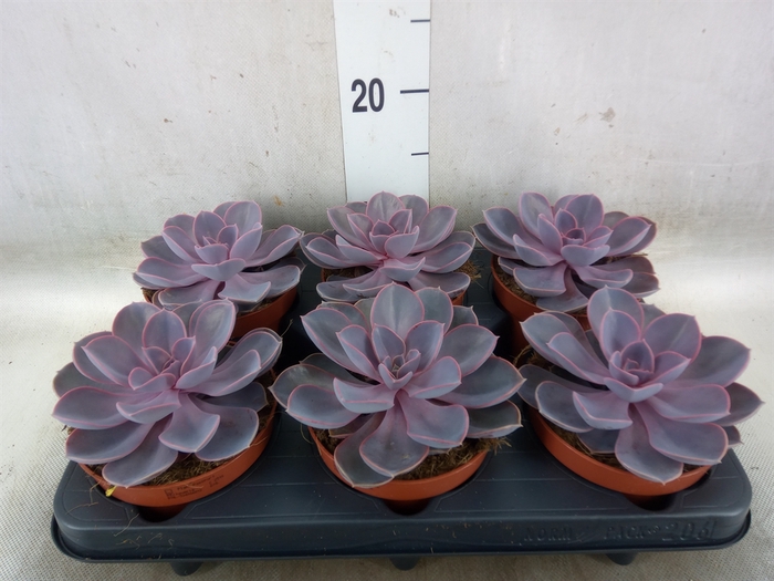 <h4>Echeveria  'Purple Pearl'</h4>