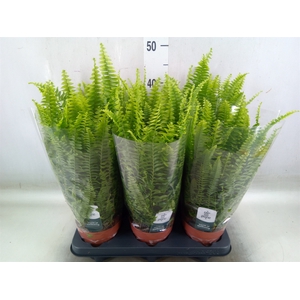 Nephrolepis exal. 'Green Lady'