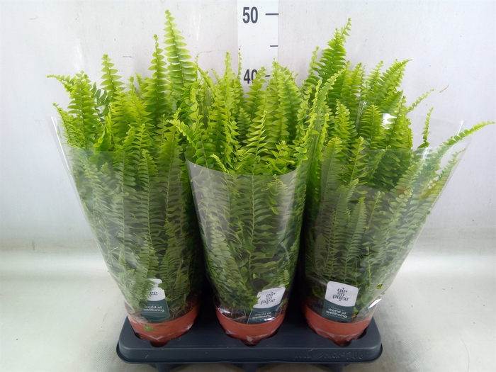<h4>Nephrolepis exal. 'Green Lady'</h4>
